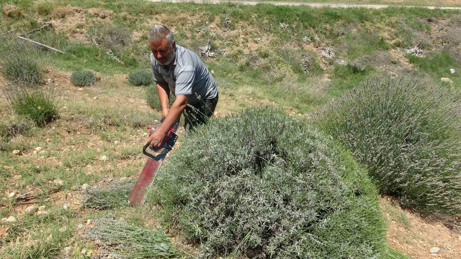 Lavanta kokulu köyde hasat başladı
