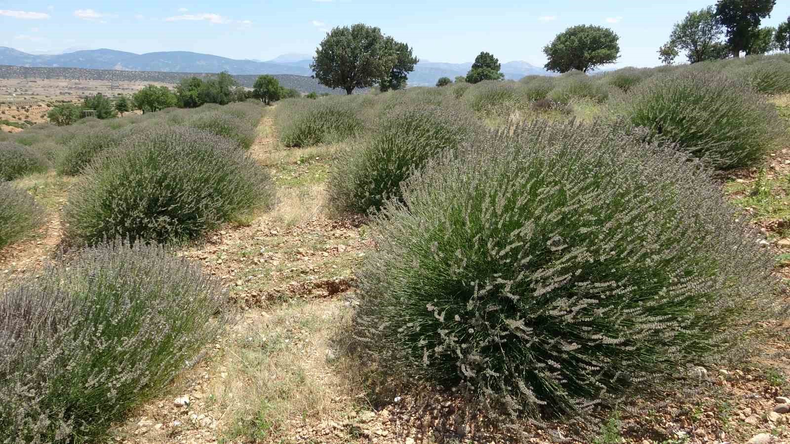 Lavanta kokulu köyde hasat başladı
