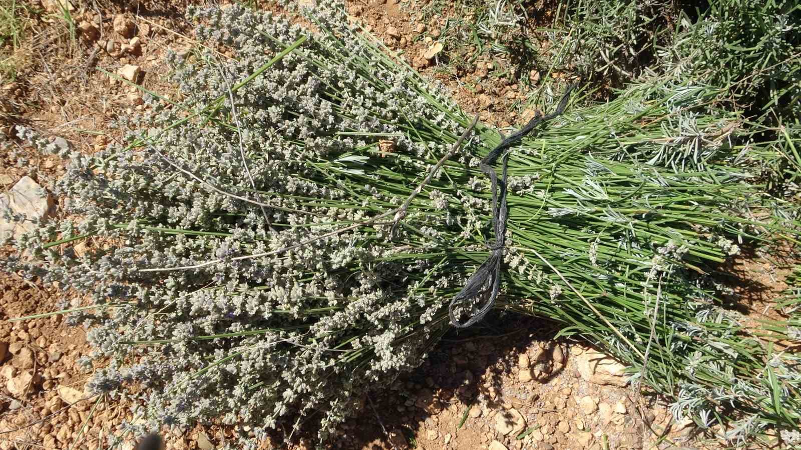 Lavanta kokulu köyde hasat başladı
