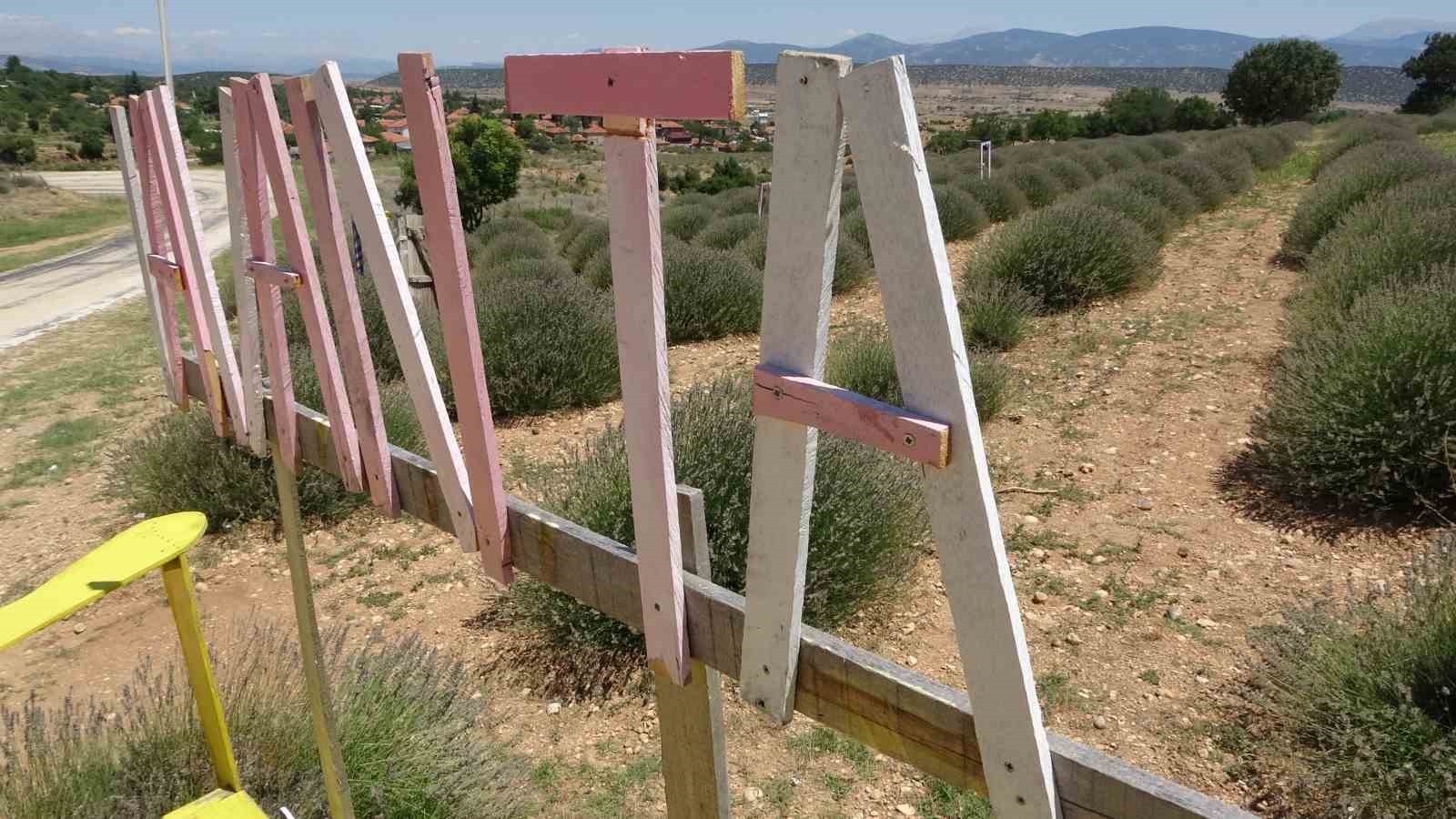 Lavanta kokulu köyde hasat başladı
