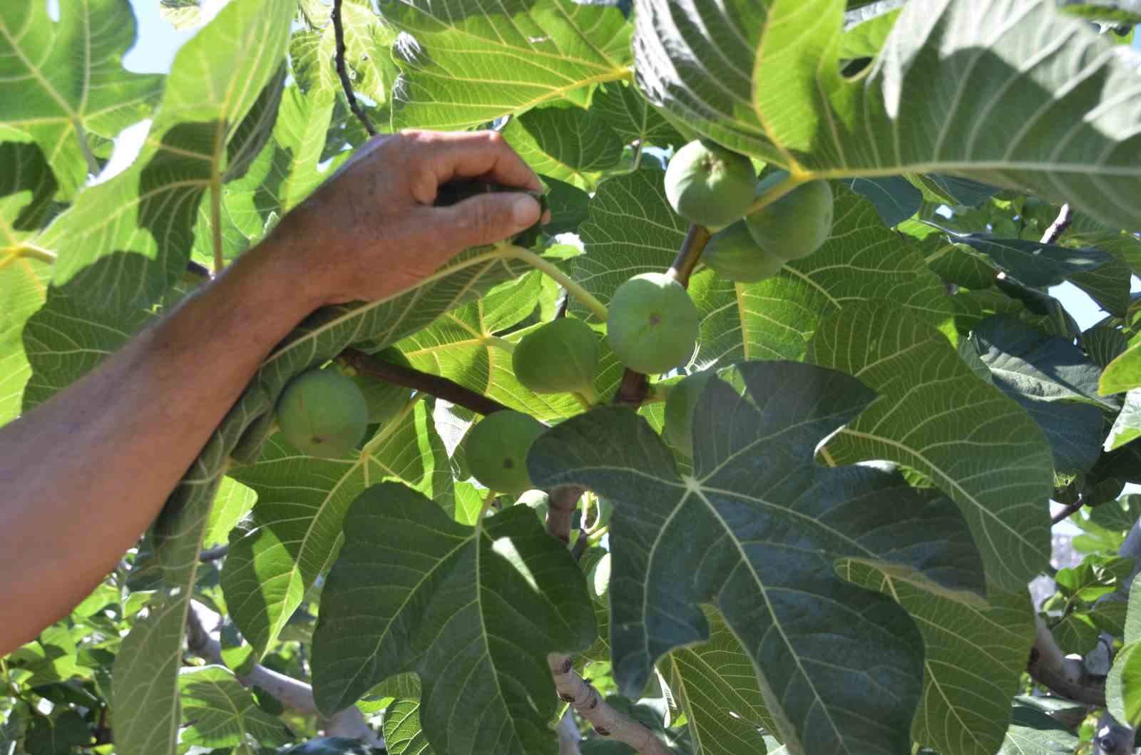 800 rakımlı mahallede yaş incir rekoltesi üreticinin yüzünü güldürecek
