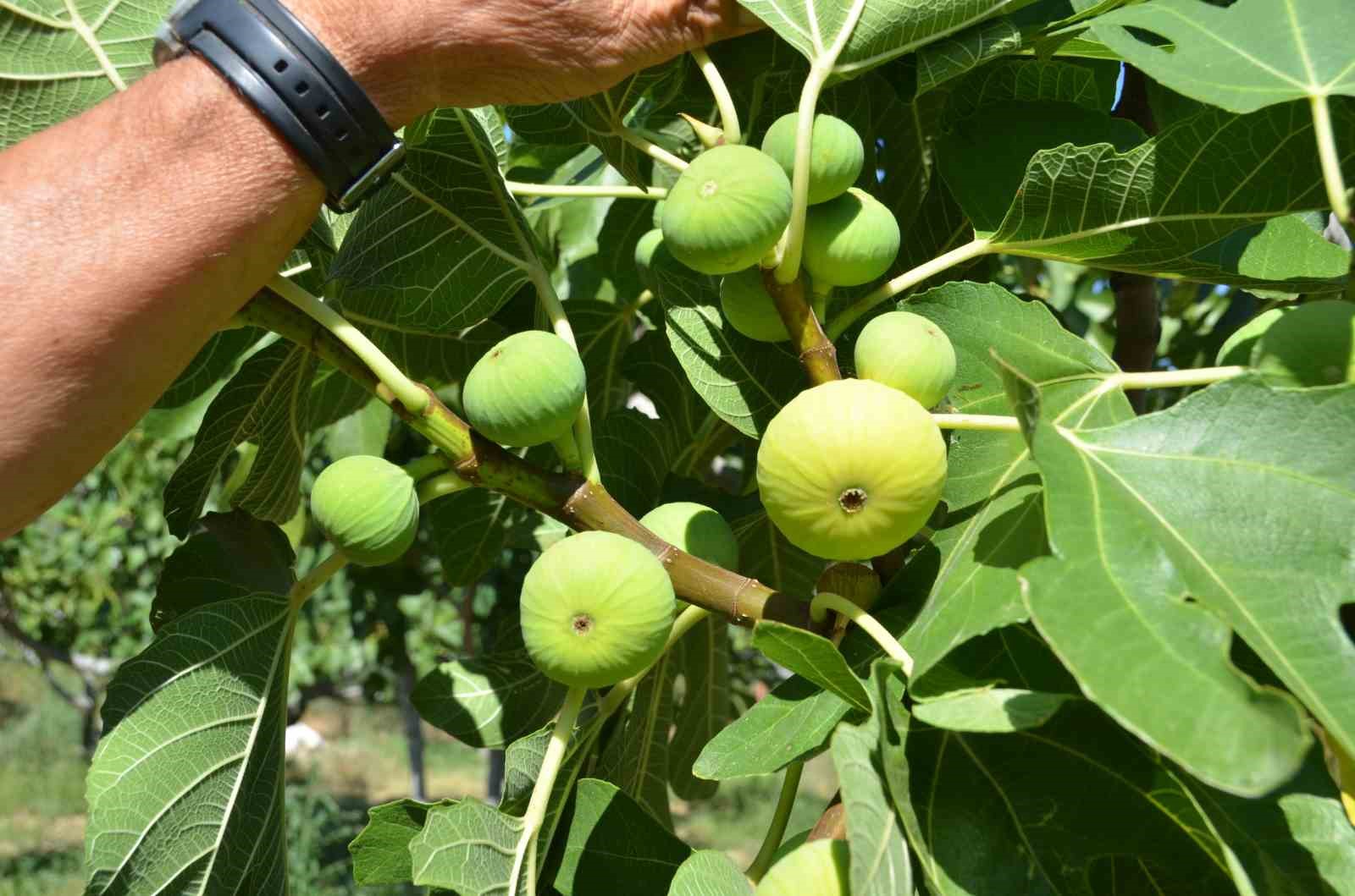 800 rakımlı mahallede yaş incir rekoltesi üreticinin yüzünü güldürecek
