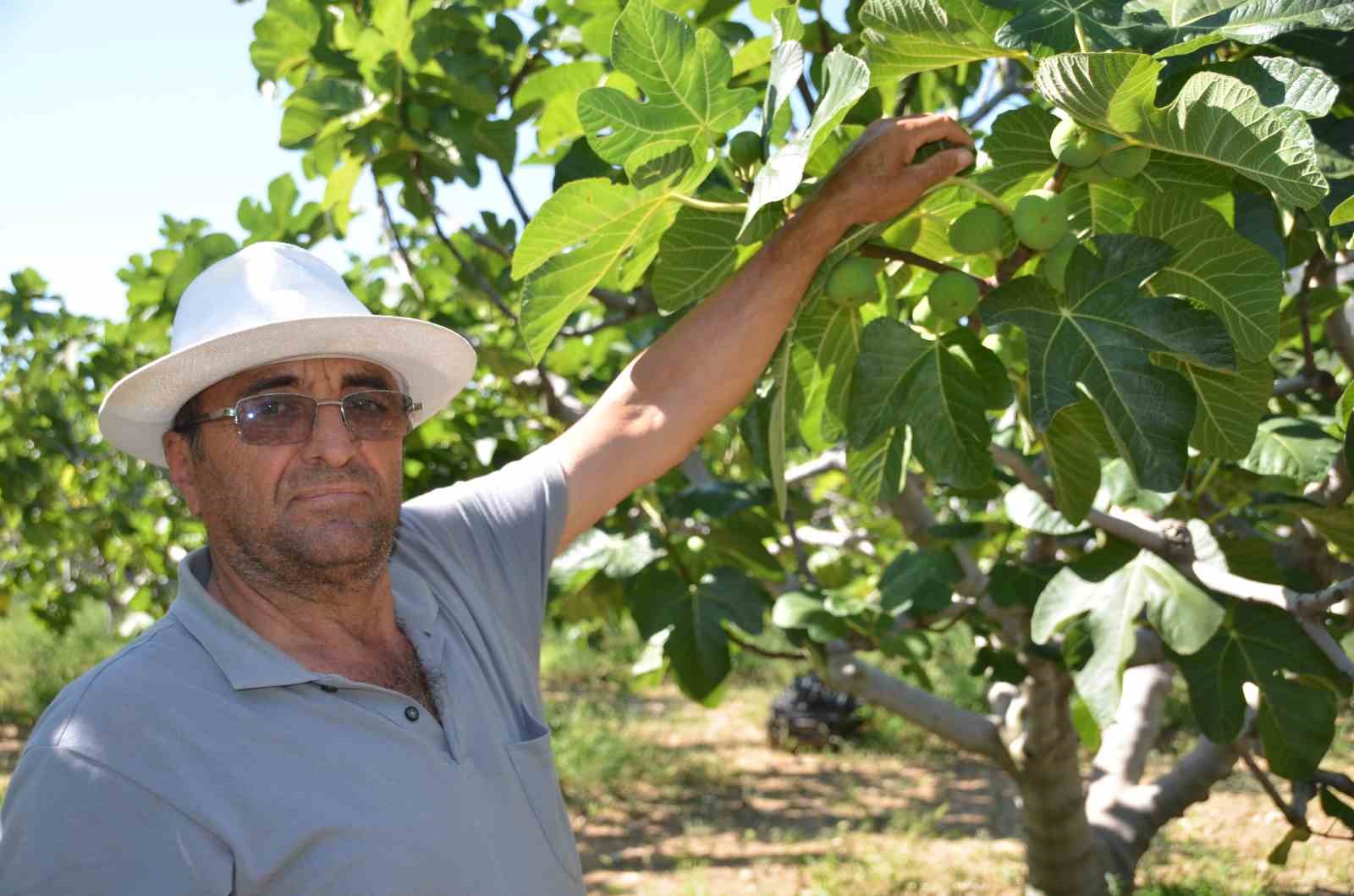 800 rakımlı mahallede yaş incir rekoltesi üreticinin yüzünü güldürecek
