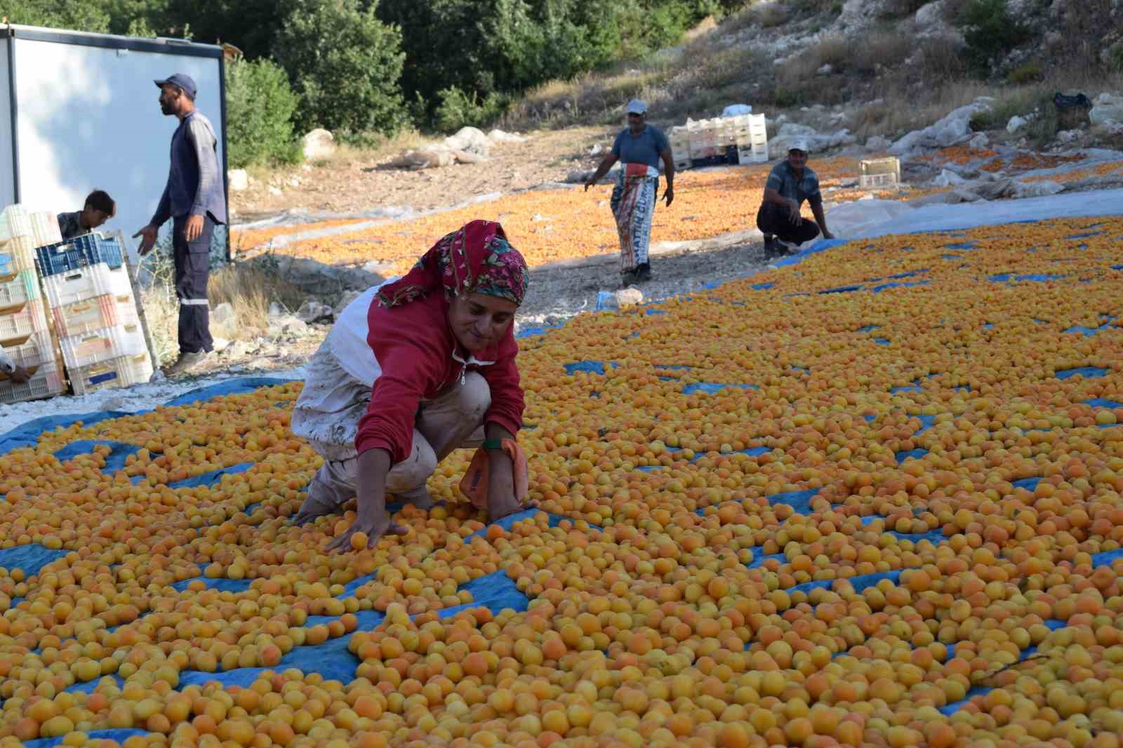 Mevsimlik tarım işçilerinin zorlu kayısı mesaisi
