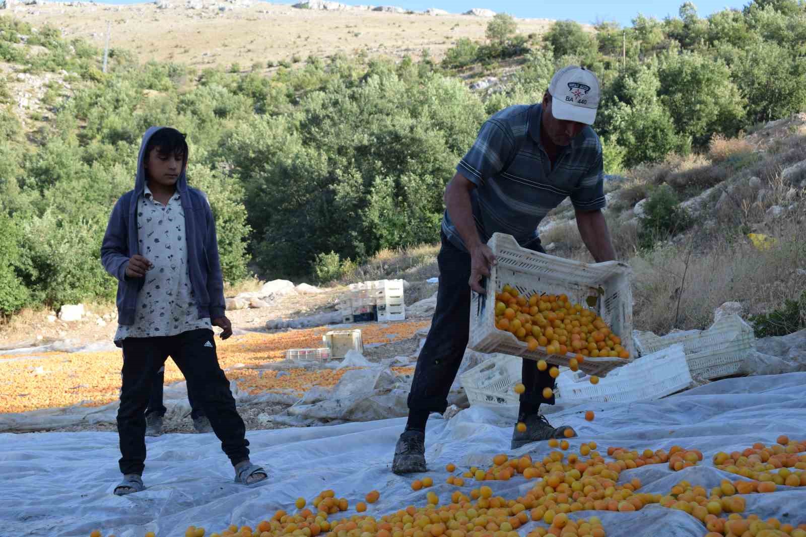 Mevsimlik tarım işçilerinin zorlu kayısı mesaisi
