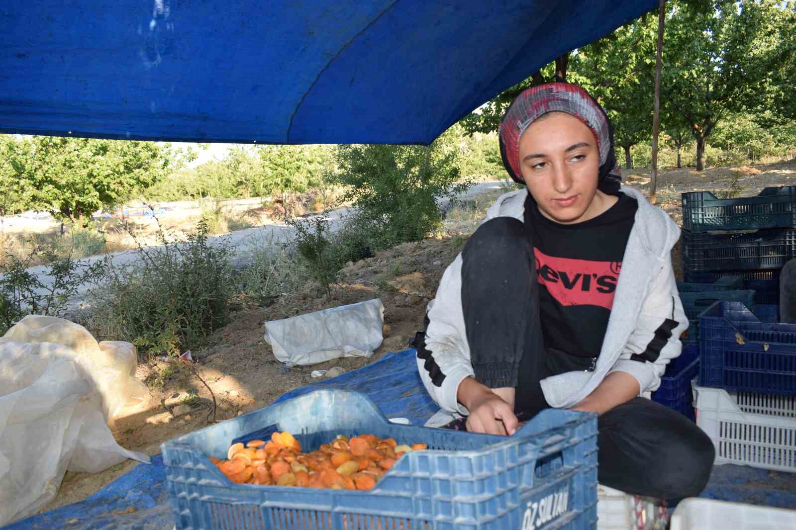 Mevsimlik tarım işçilerinin zorlu kayısı mesaisi
