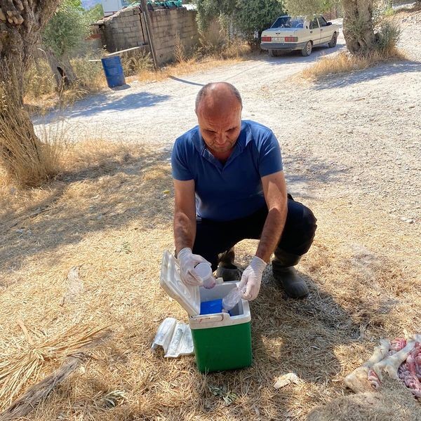 Muğla’da küçükbaş hayvan zehirlenme vakası: 30 koyun telef oldu
