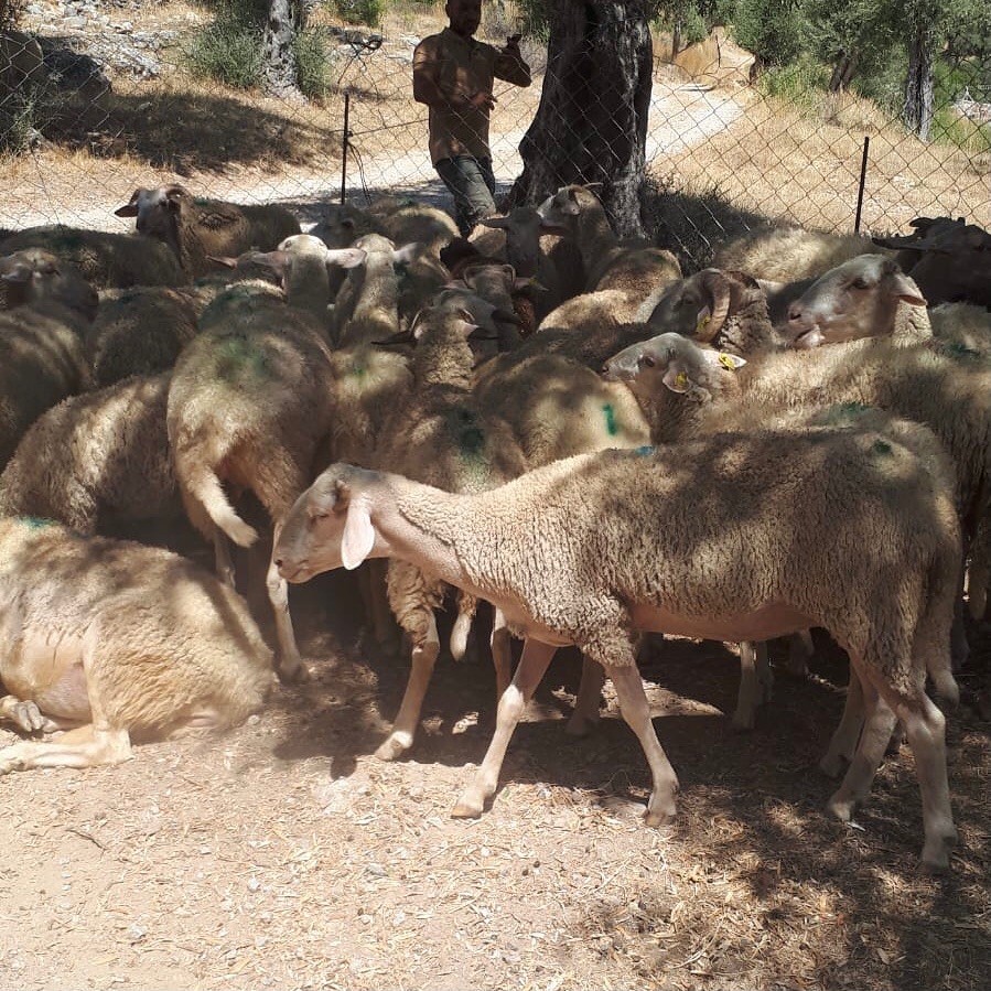 Muğla’da küçükbaş hayvan zehirlenme vakası: 30 koyun telef oldu
