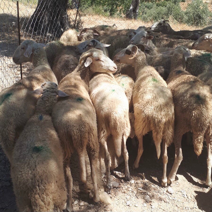 Muğla’da küçükbaş hayvan zehirlenme vakası: 30 koyun telef oldu
