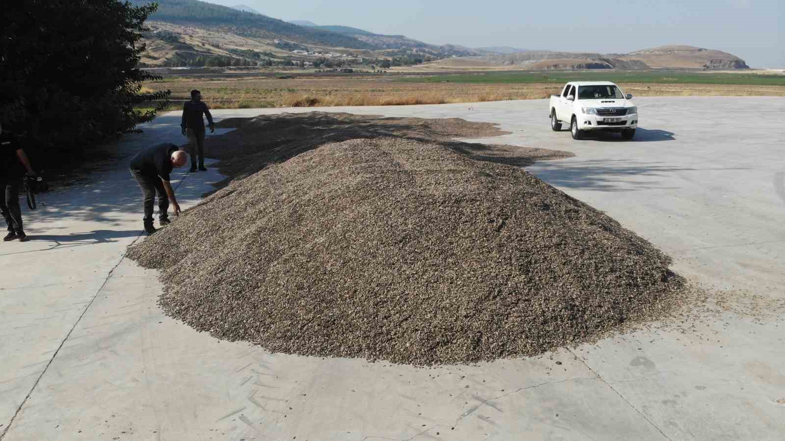 Kahramanmaraş’ta çerezlik ve yağlık ayçiçeği hasadı
