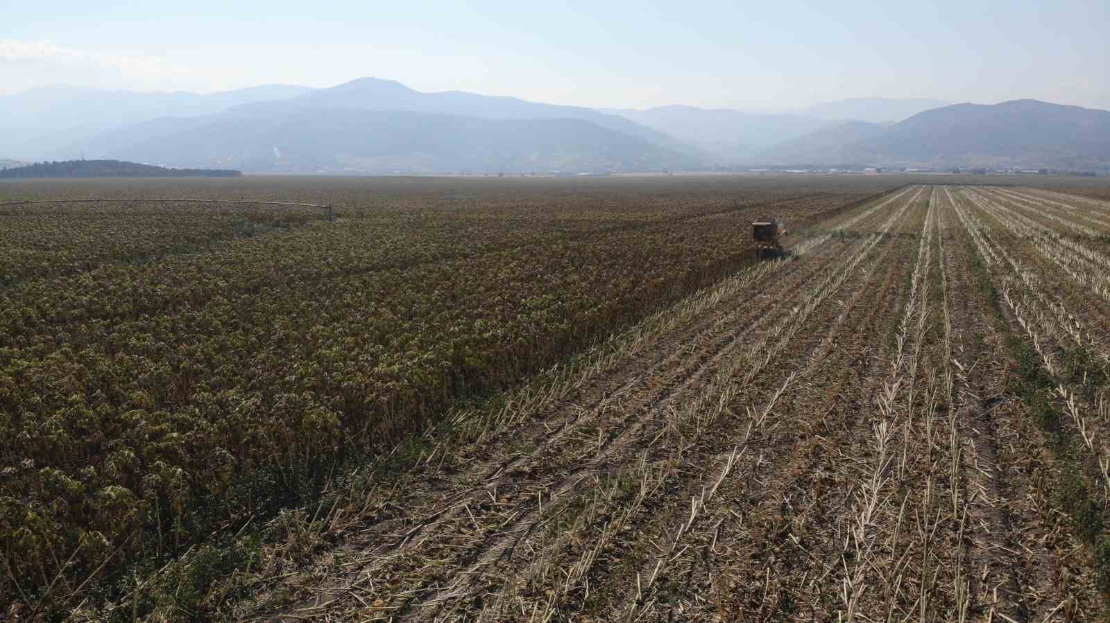 Kahramanmaraş’ta çerezlik ve yağlık ayçiçeği hasadı
