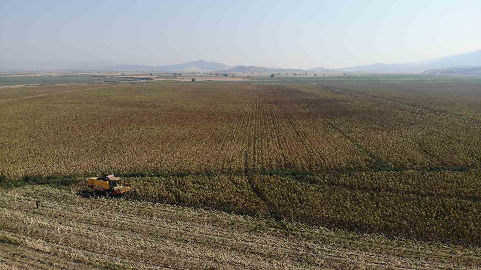 Kahramanmaraş’ta çerezlik ve yağlık ayçiçeği hasadı
