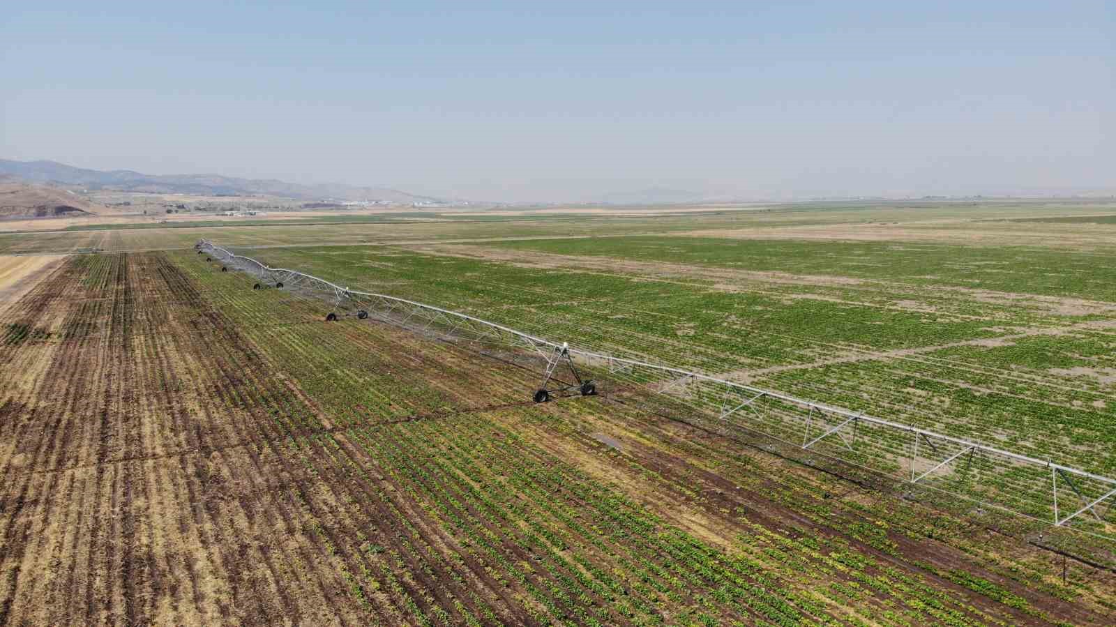 Kahramanmaraş’ta çerezlik ve yağlık ayçiçeği hasadı
