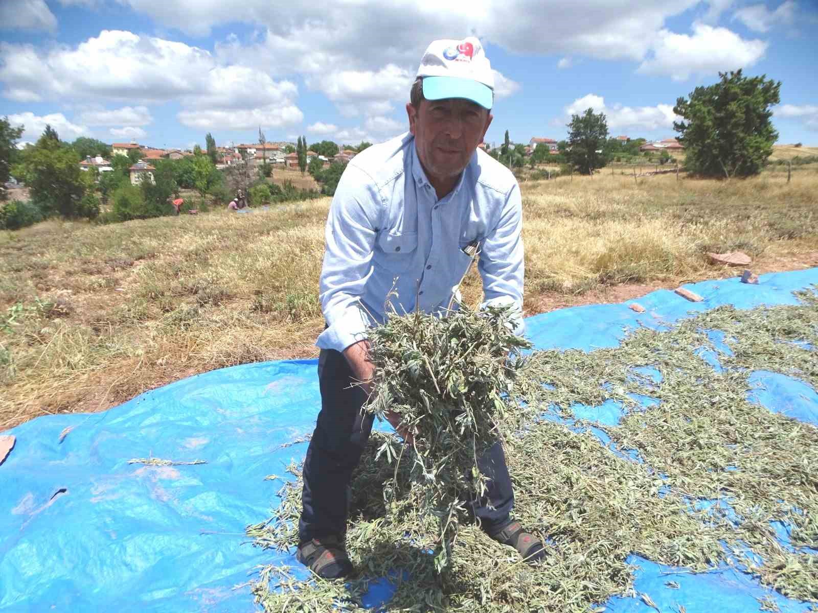 Kütahya’nın üretim merkezi olan Karsaban köyünde adaçayı hasadı başladı
