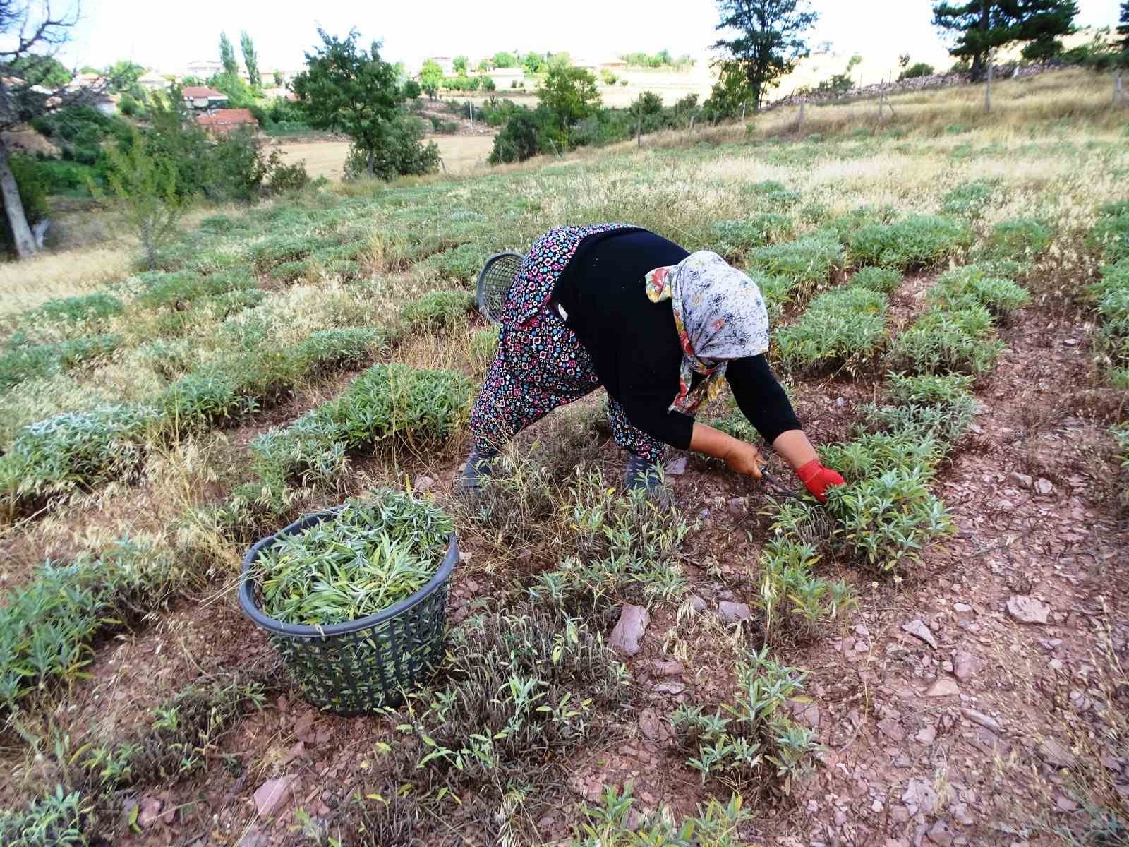 Kütahya’nın üretim merkezi olan Karsaban köyünde adaçayı hasadı başladı
