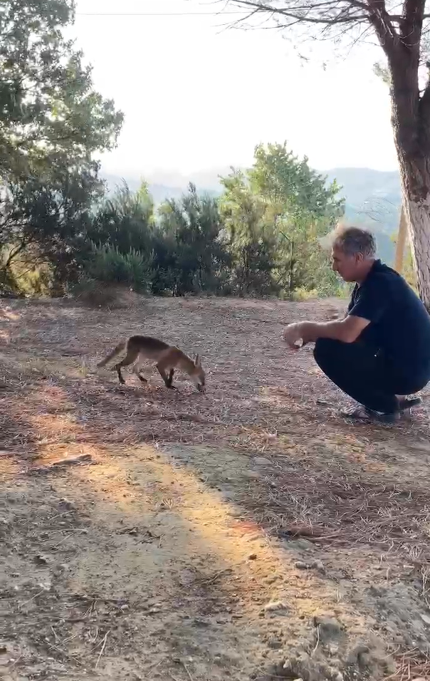 Yalova’da bir vatandaş aç tilkiyi elleriyle besledi
