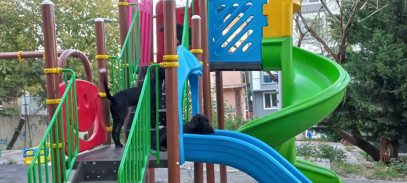 Beylikdüzü’nde köpekler kadına saldırdı: O anlar güvenlik kamerasında
