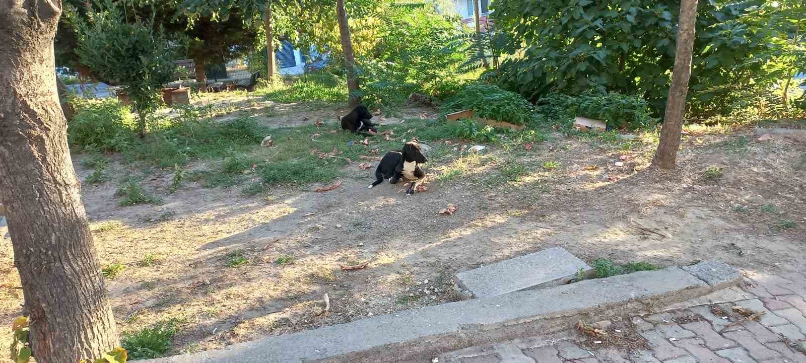 Beylikdüzü’nde köpekler kadına saldırdı: O anlar güvenlik kamerasında
