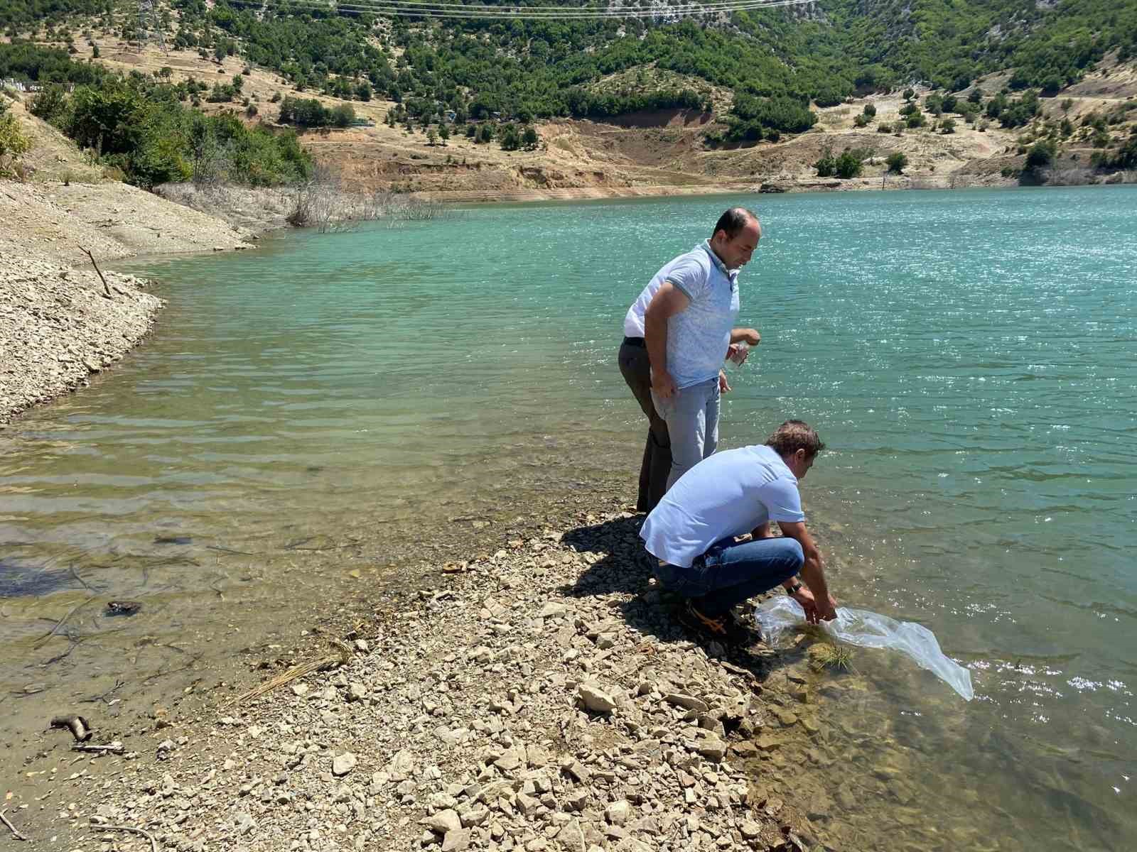 Tokat’ta göletler pullu sazanla canlanacak
