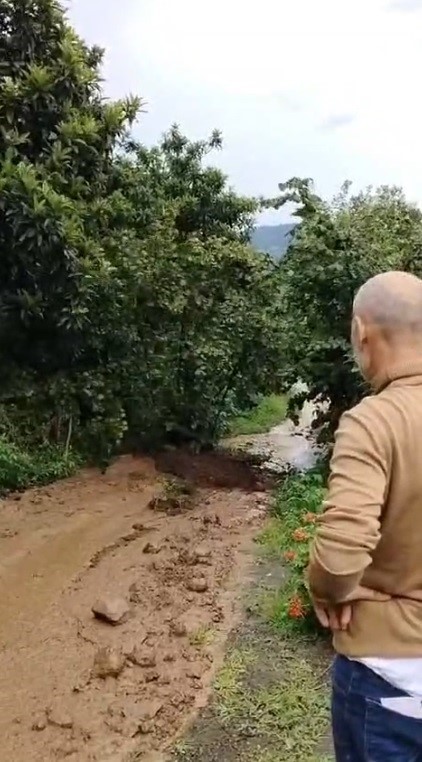 Fındık ağacı yolda kayıp gitti, görenler gözlerine inanamadı
