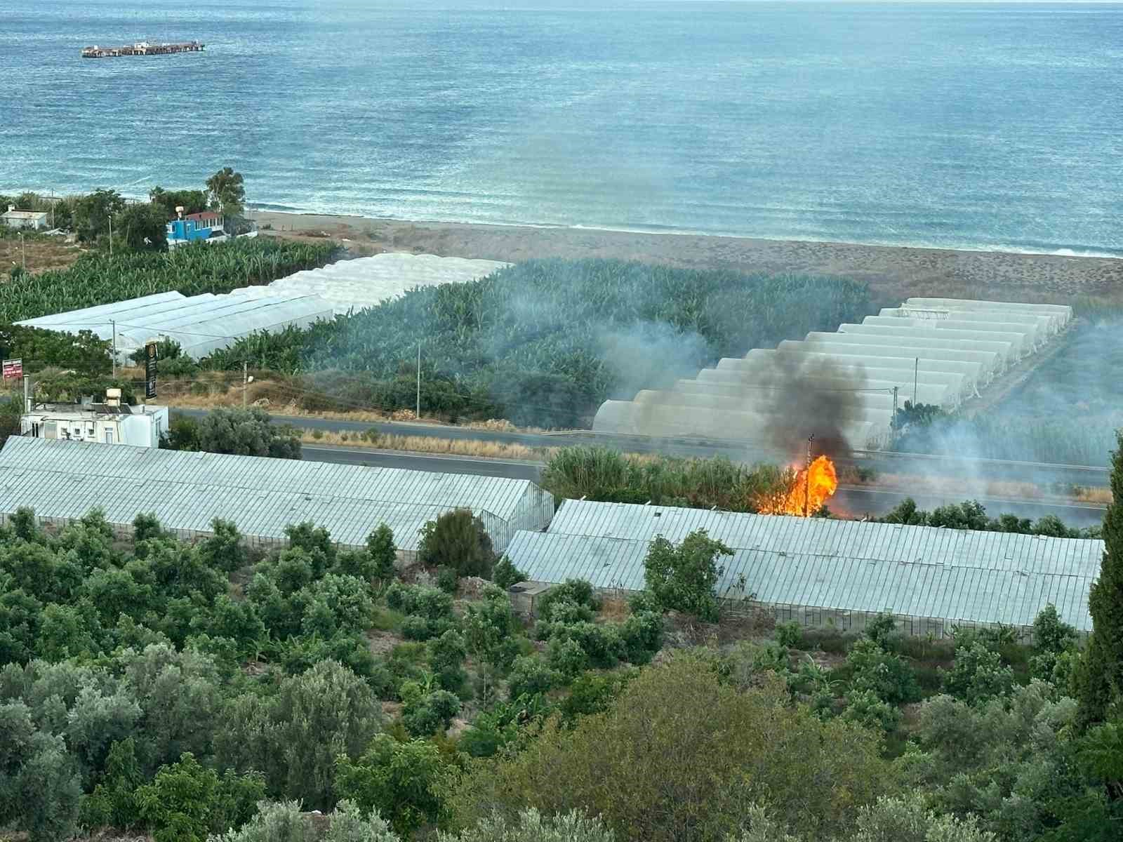 Avokado ağaçları yangında zarar gördü
