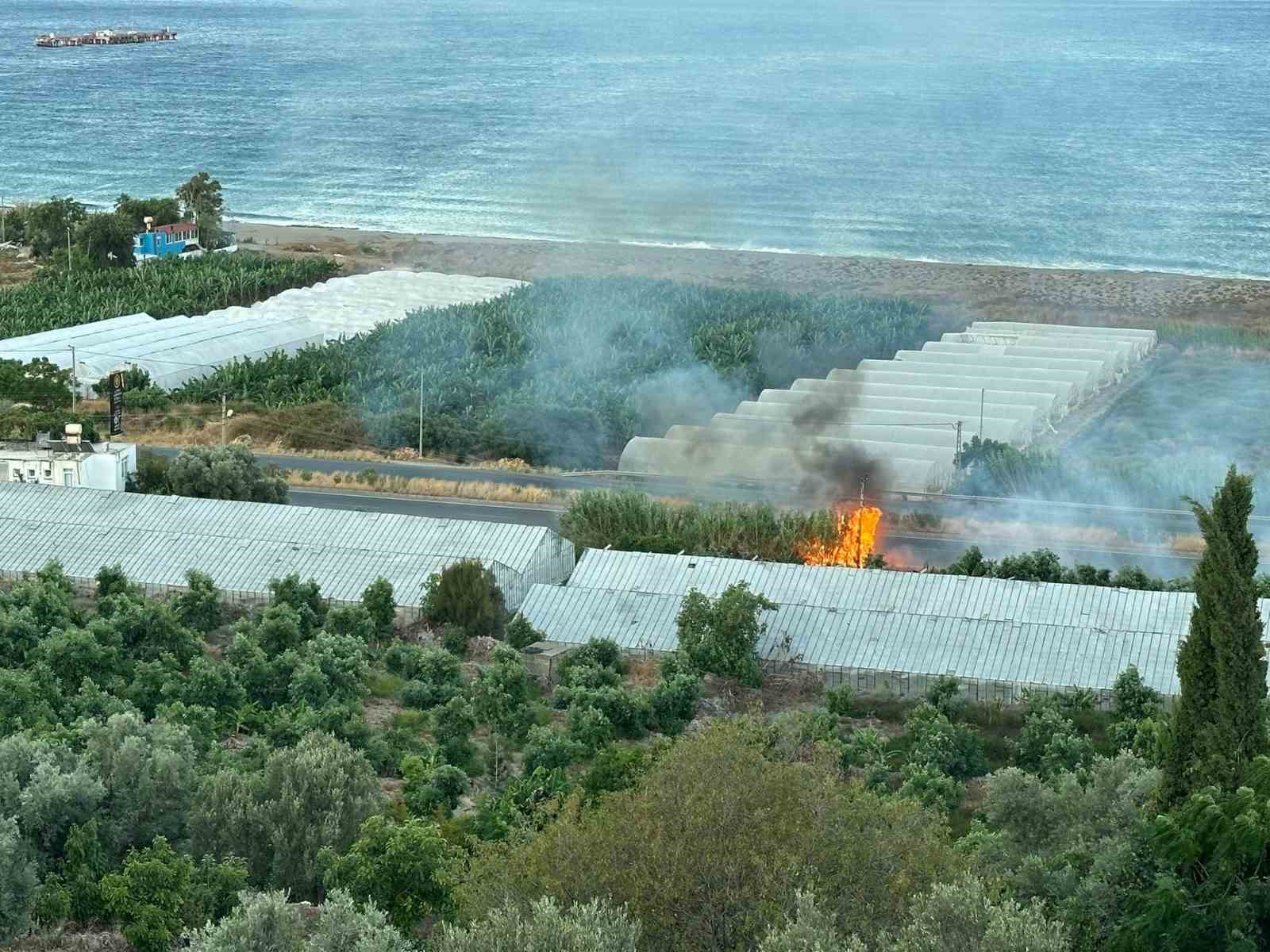 Avokado ağaçları yangında zarar gördü
