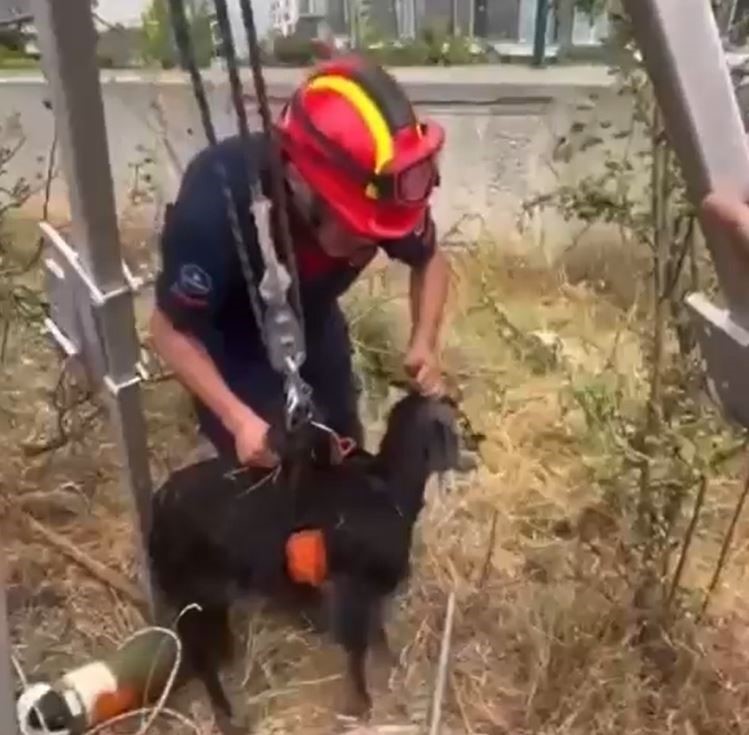 Şantiyede kuyuya düşen keçi itfaiyenin operasyonuyla kurtarıldı
