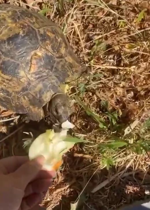 Beylikdüzü’nde otluk alandaki yangında mahsur kalan kaplumbağayı kurtarıp beslediler
