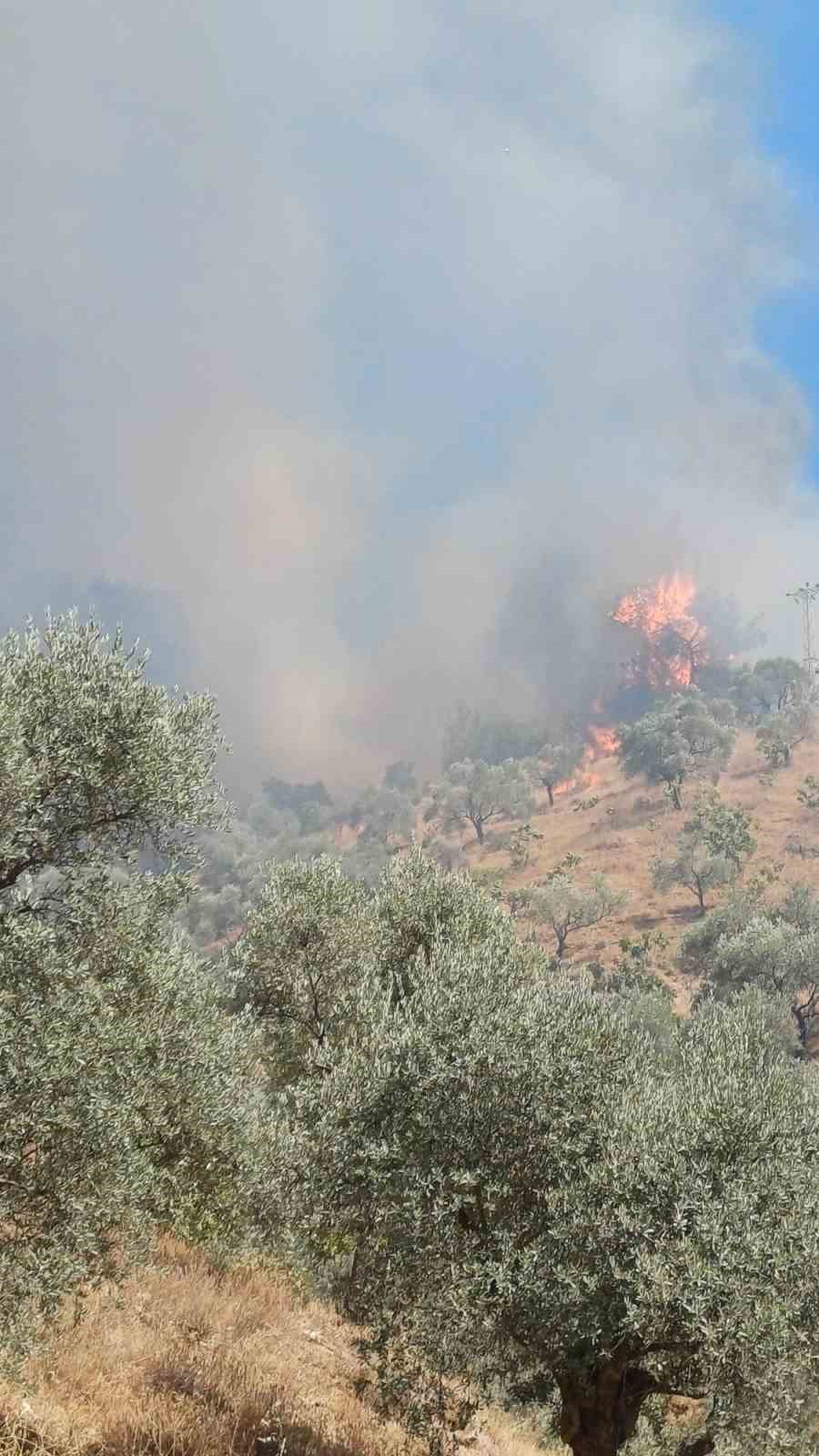 Aydın’da zeytinlik alanda yangın
