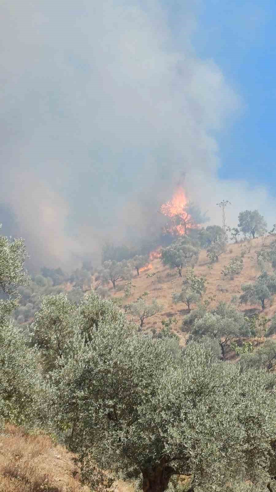 Aydın’daki yangına havadan ve karadan müdahale devam ediyor
