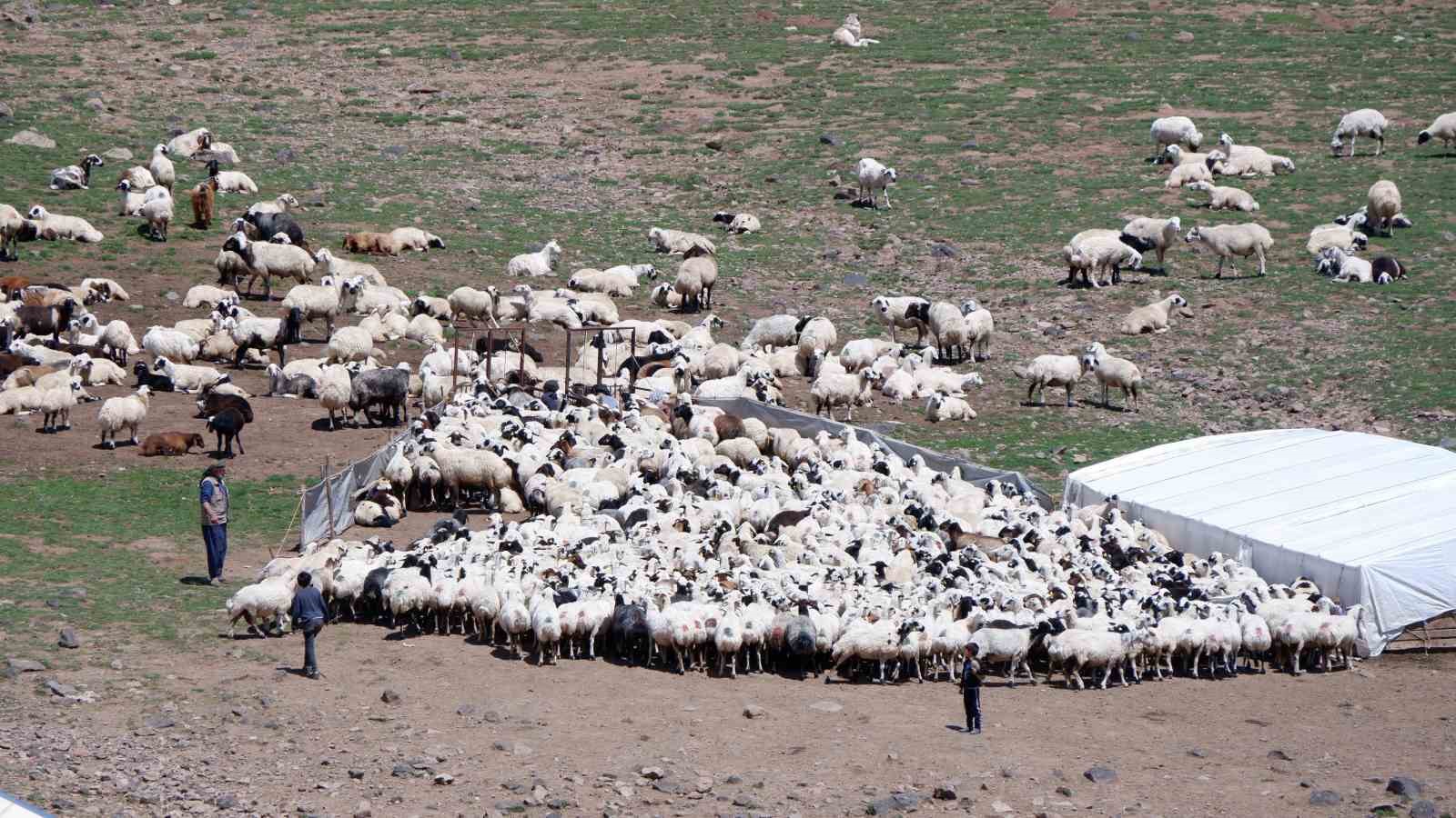 Erzurum’da 3 bin rakımda 3 yüz çadır kurulu
