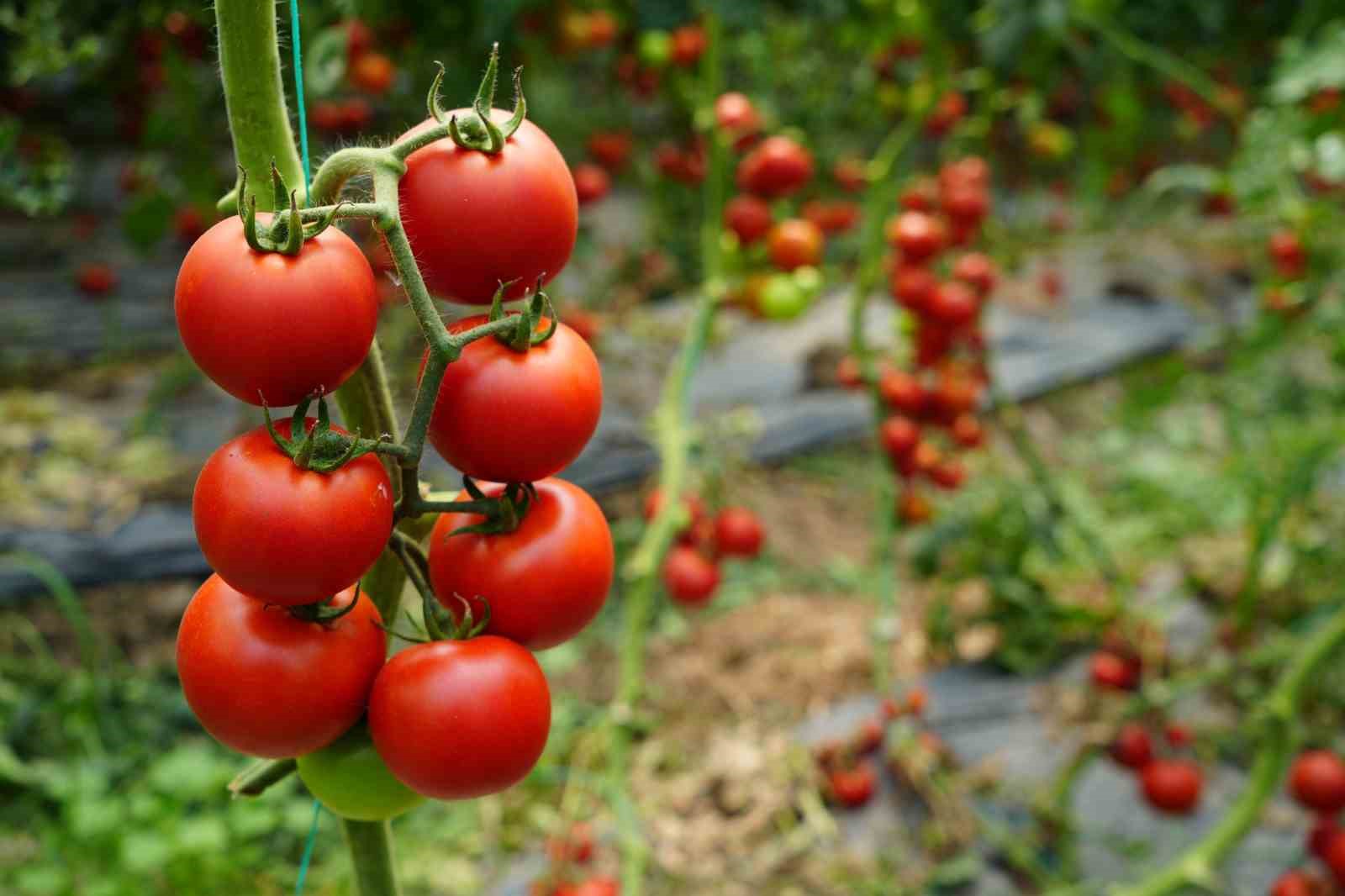 Bu domatesler hastalık ve virüse yakalanmıyor
