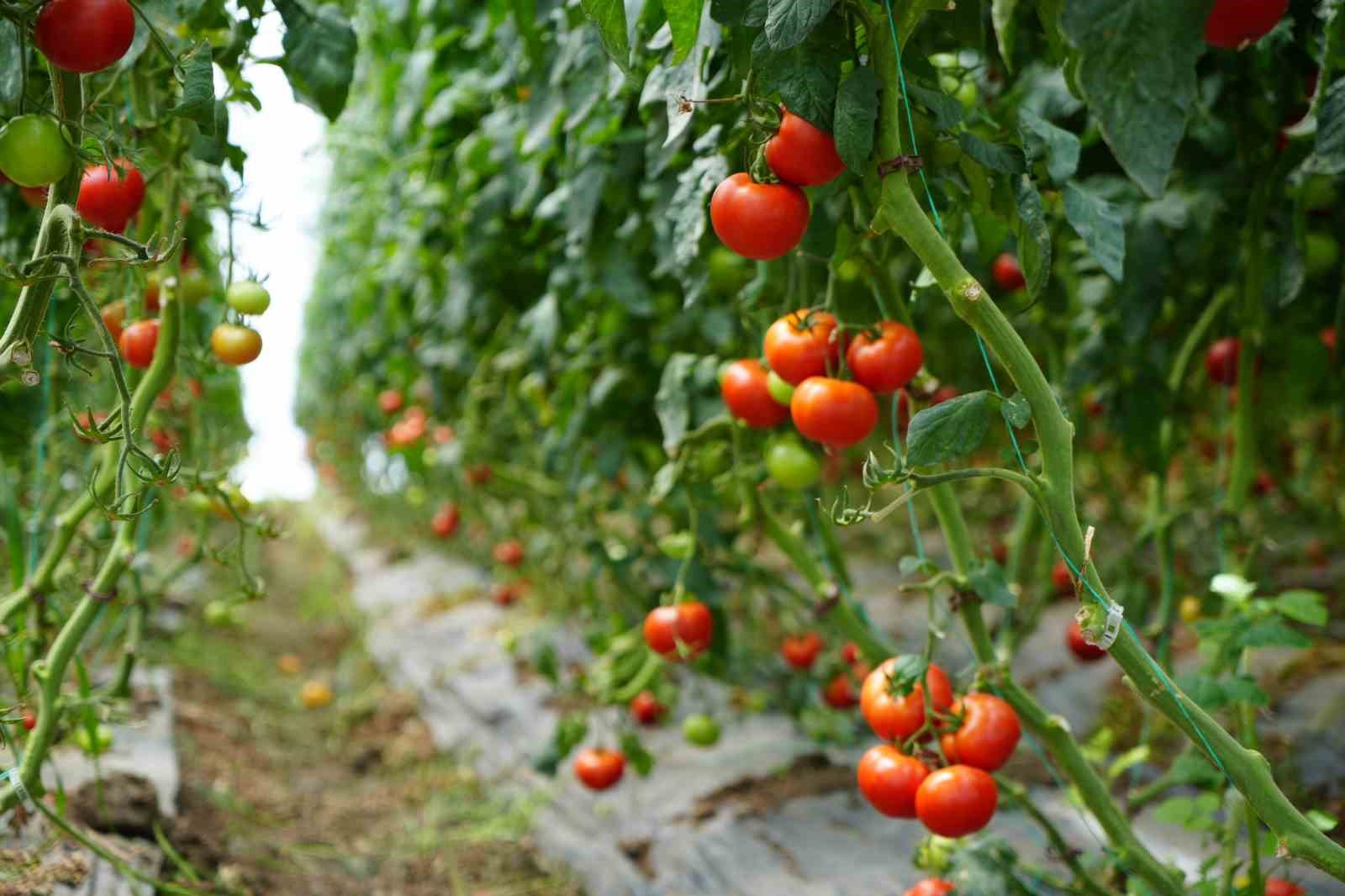 Bu domatesler hastalık ve virüse yakalanmıyor
