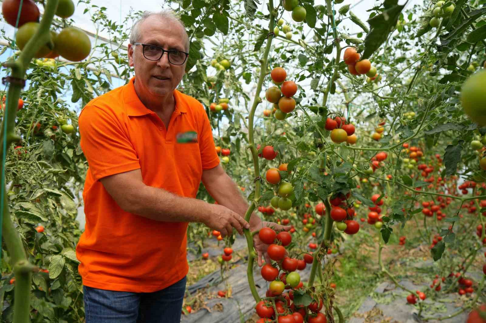 Bu domatesler hastalık ve virüse yakalanmıyor
