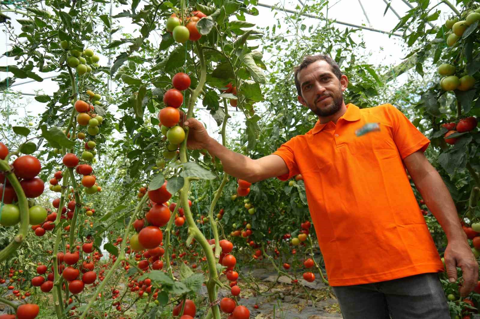 Bu domatesler hastalık ve virüse yakalanmıyor
