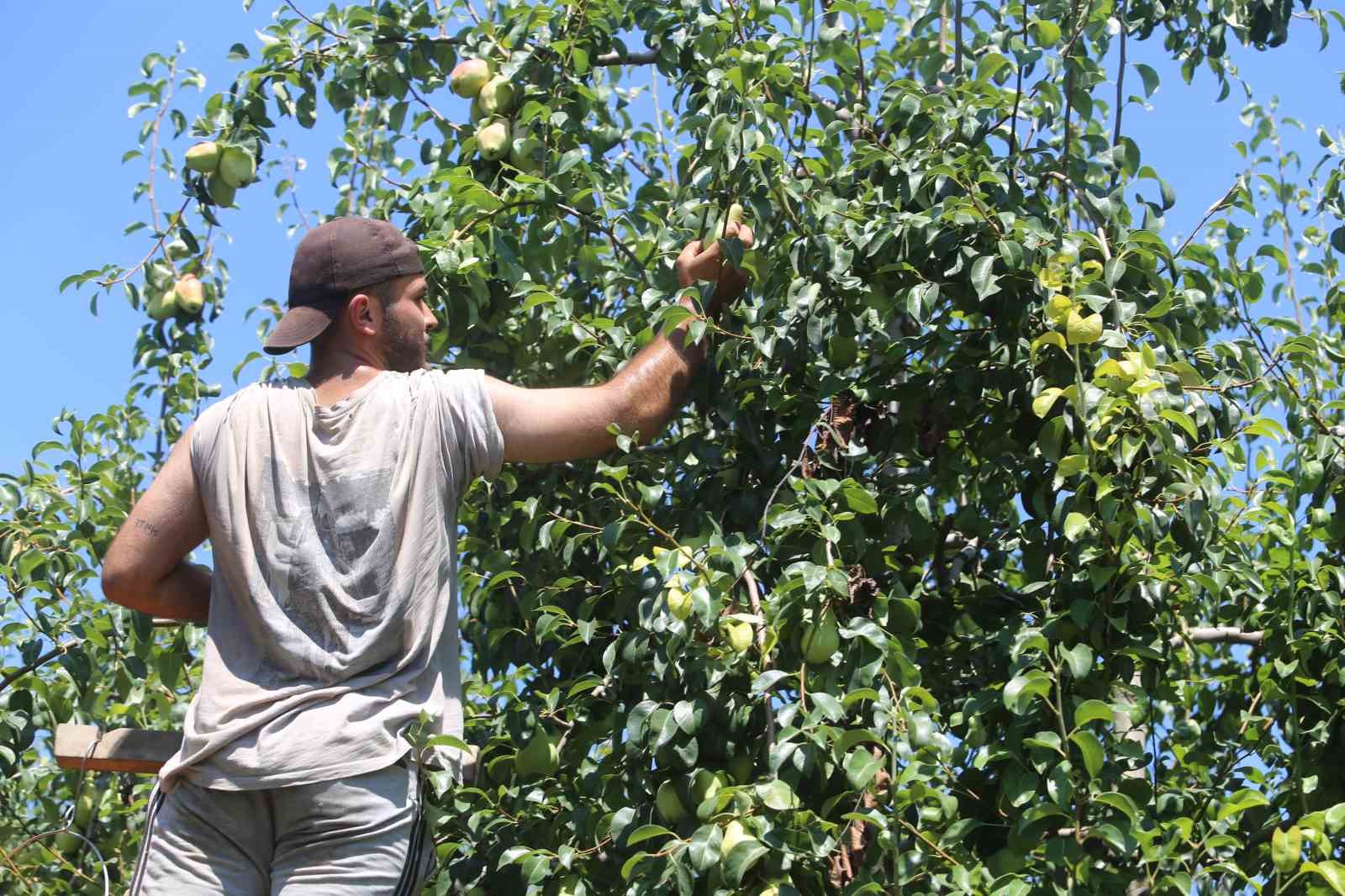 Yaz tatilinde tarlaya koştular, 40 derece sıcakta hasat yaptılar
