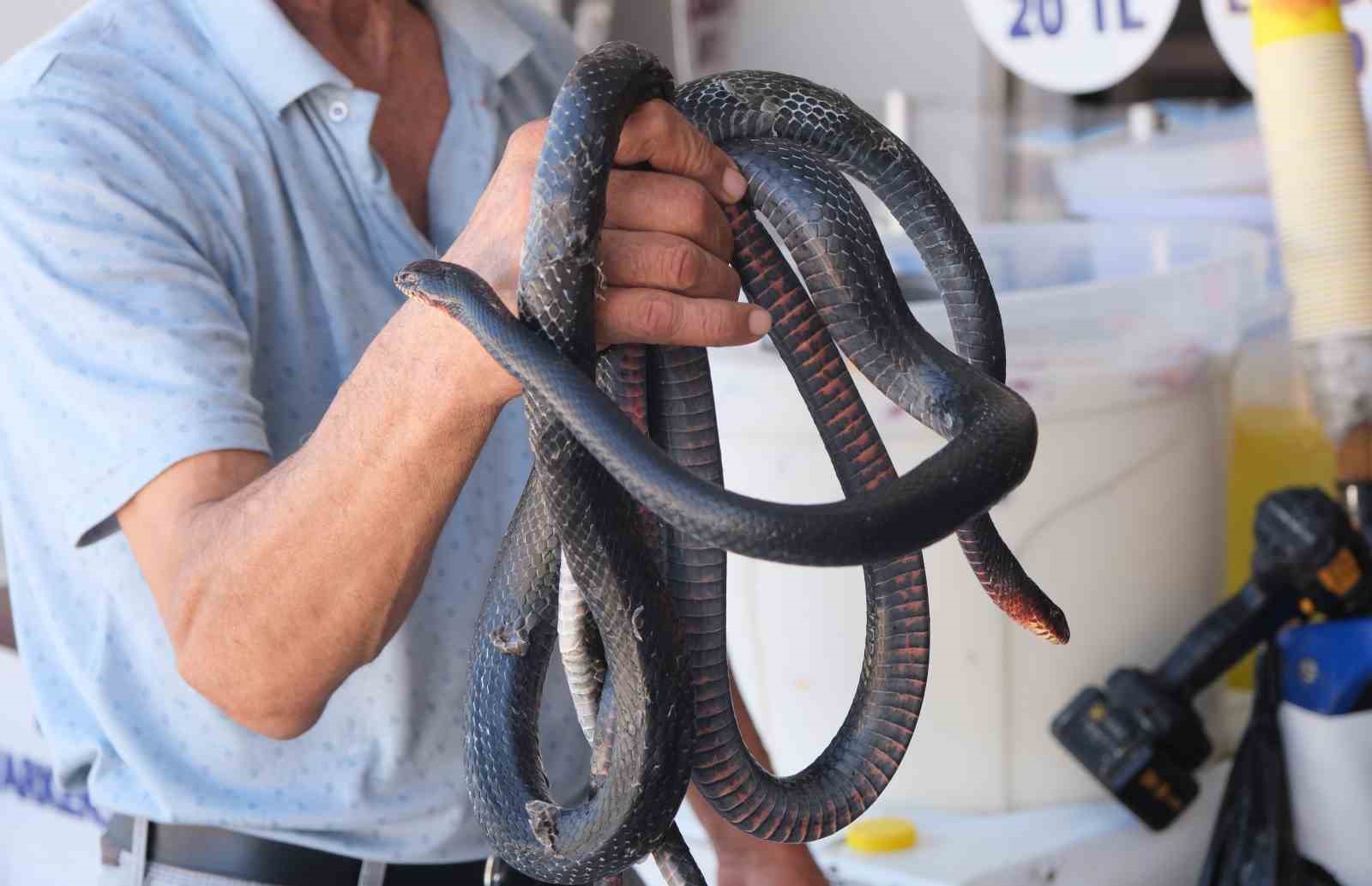 Koynunda beslediği yılanlar böyle ısırdı
