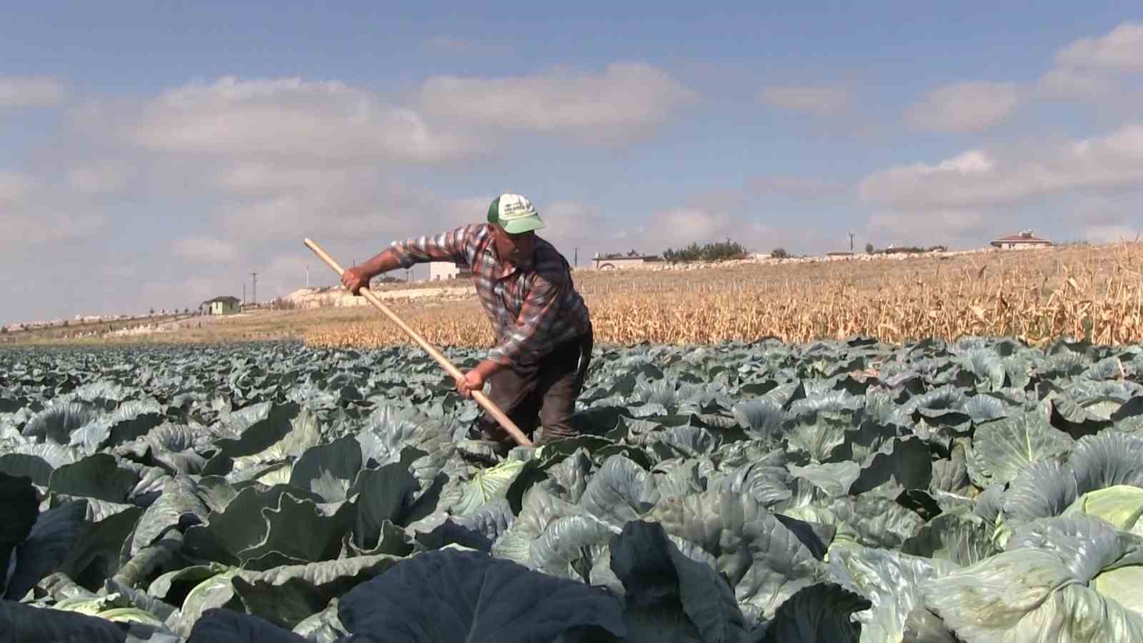 Niğde’de turfanda lahana hasadına başlanıldı
