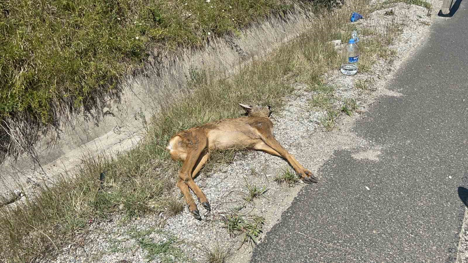 Bolu Dağı’nda avcılardan kaçtığı iddia edilen karacaya araç çarptı
