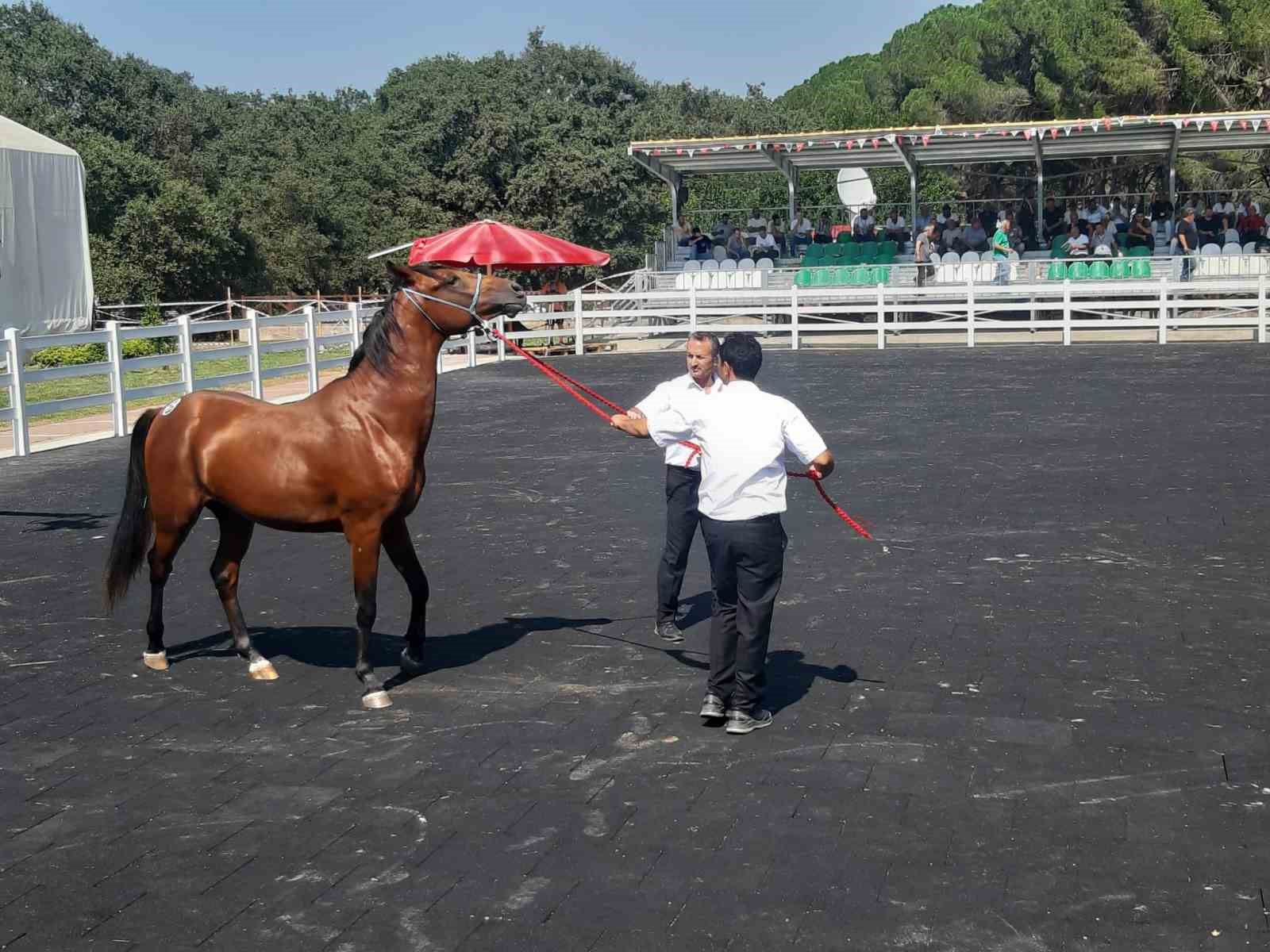 64 tayın satışından 26 milyon 640 bin TL gelir elde edildi
