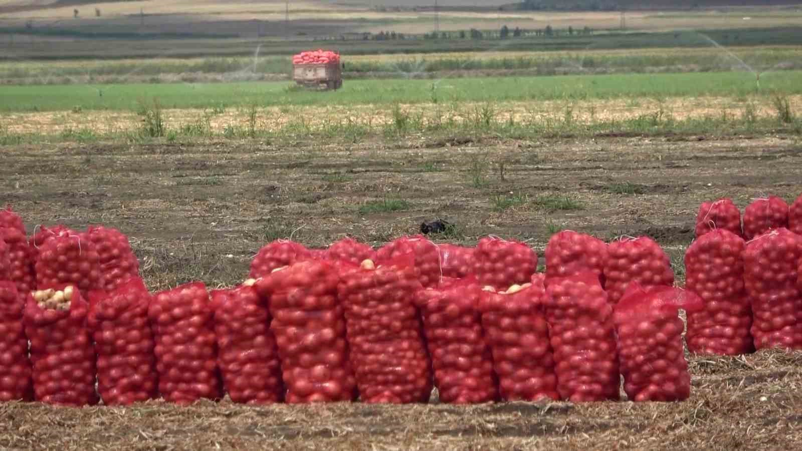 Amasya’da soğan tarlada 6 TL
