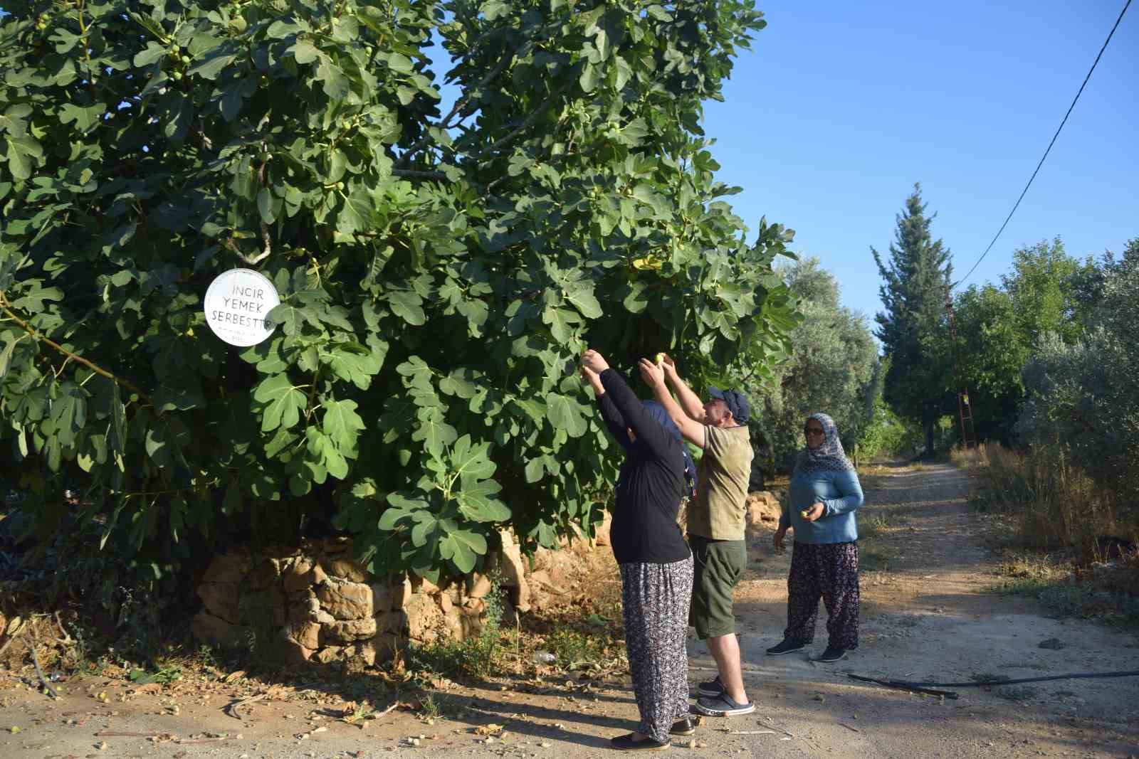 Ağaçtan incir yiyenlerden astığı yazı ile şehitlerin ruhuna Fatiha istedi
