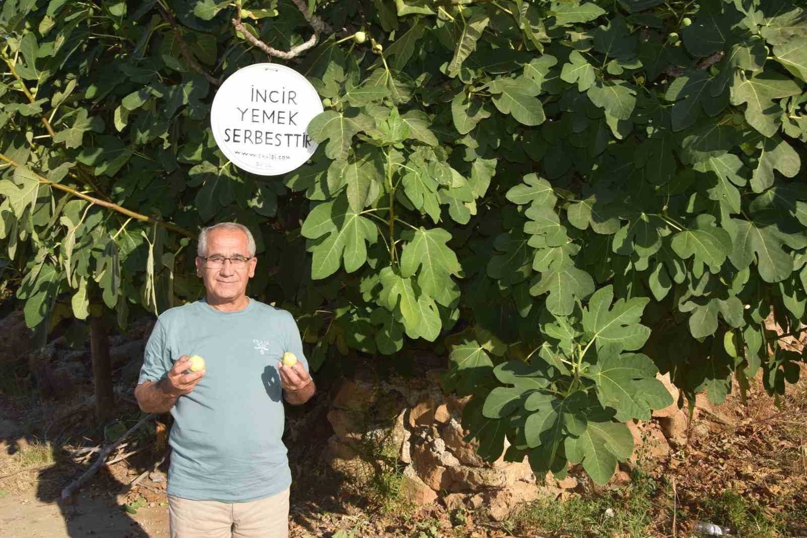 Ağaçtan incir yiyenlerden astığı yazı ile şehitlerin ruhuna Fatiha istedi
