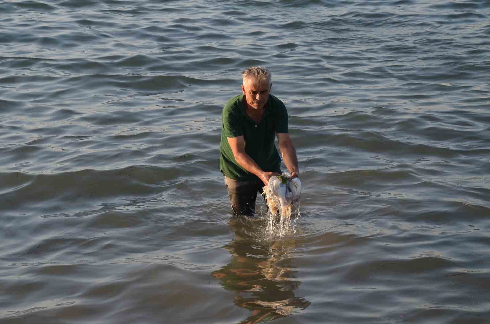 Didim’de üretim çiftliklerinde ölen balıkların kıyıya vurduğu iddiası
