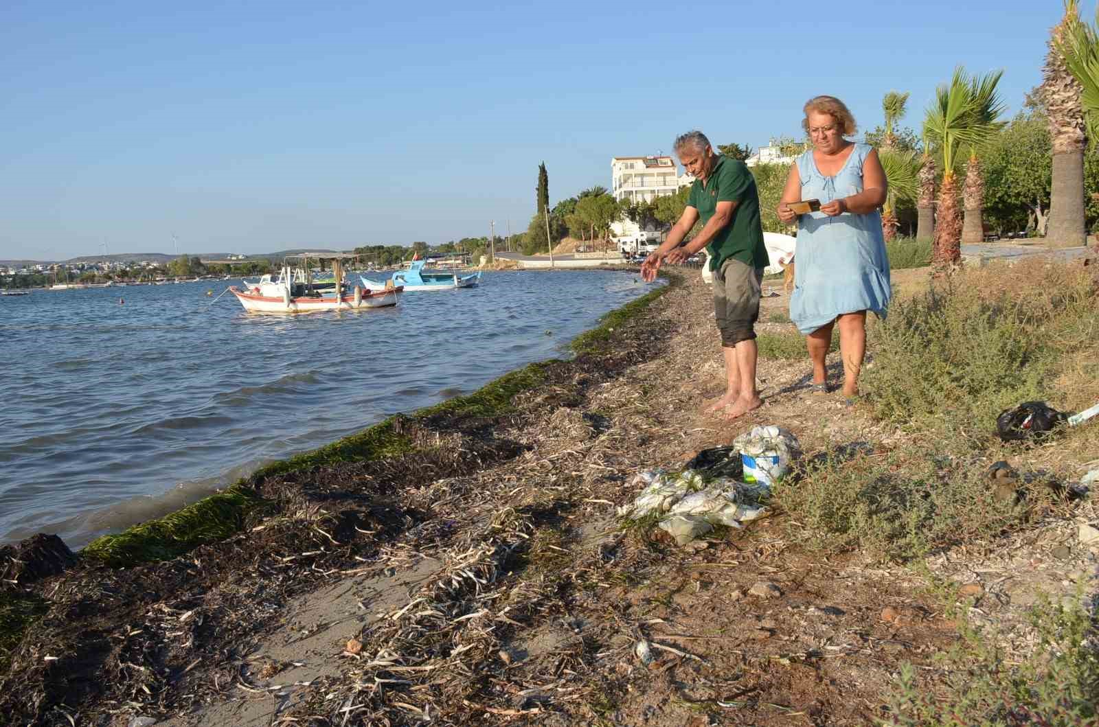 Didim’de üretim çiftliklerinde ölen balıkların kıyıya vurduğu iddiası
