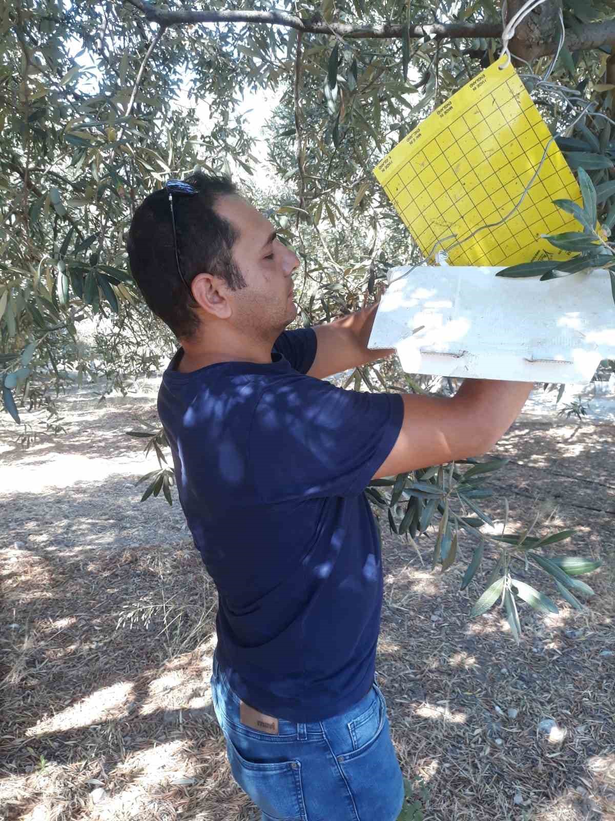 Söke’de zirai mücadele tuzakları kontrol edildi
