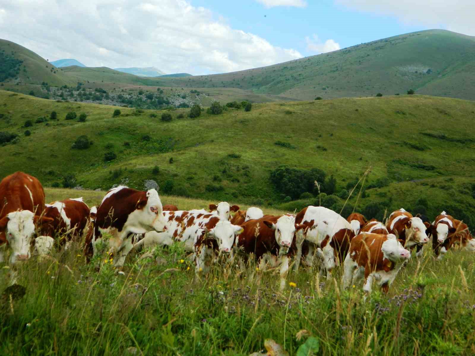 Urema Yaylası doğal güzelliğini koruyor
