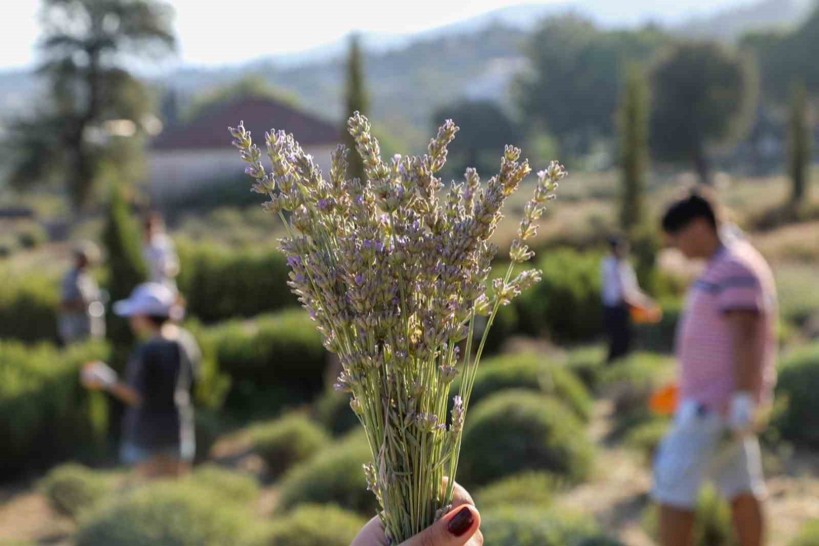 Etrim’de lavanta kokuları içinde hasat keyfi
