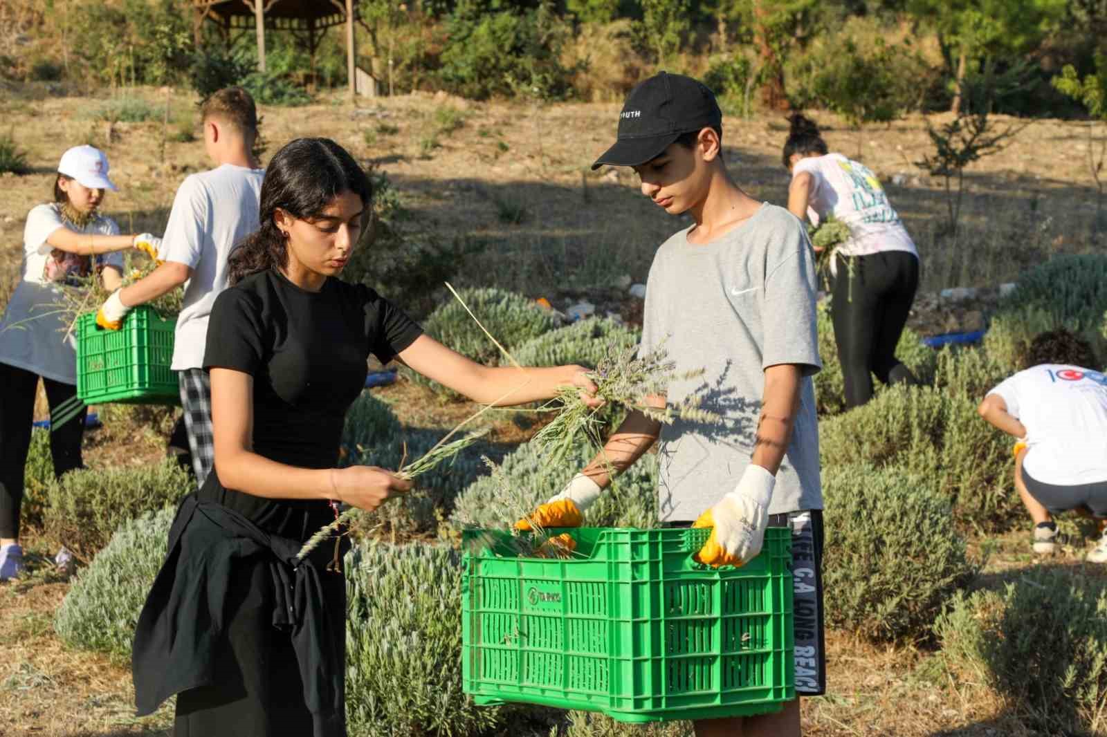 Etrim’de lavanta kokuları içinde hasat keyfi
