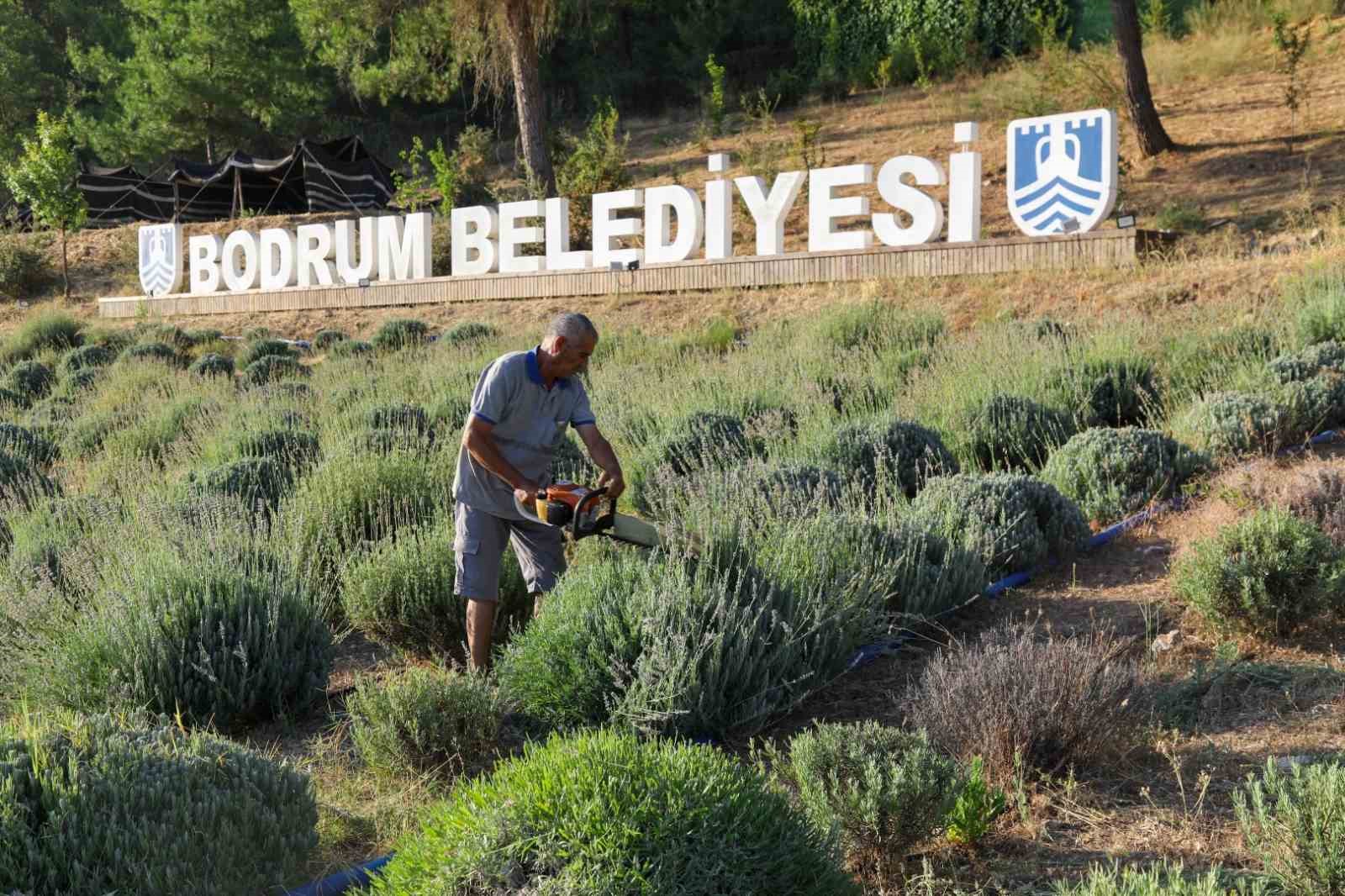 Etrim’de lavanta kokuları içinde hasat keyfi
